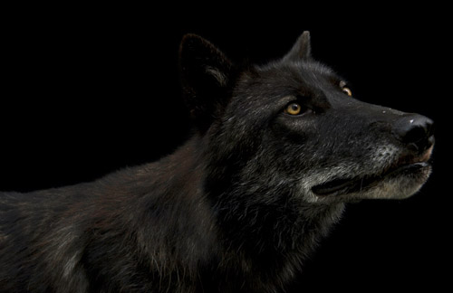 
A gray wolf at the New York State Zoo in Watertown, N.Y.www.joelsartore.com 
